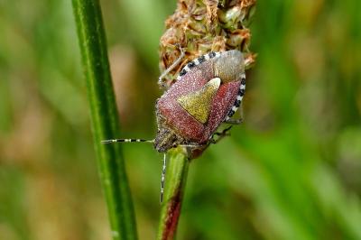 <i>Dolycoris baccarum</i>