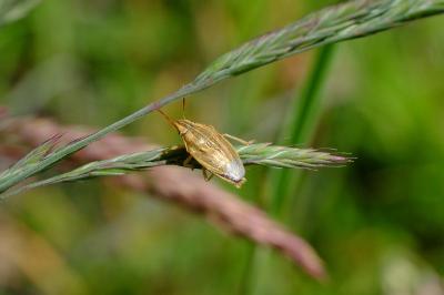 <i>Aelia acuminata</i>