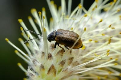 <i>Lochmaea capreae</i>