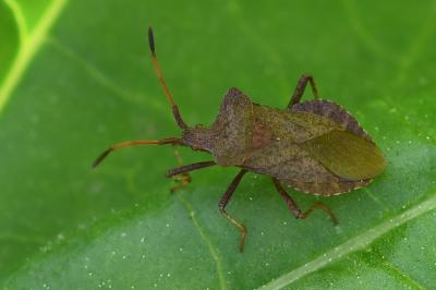 <i>Coreus marginatus</i>