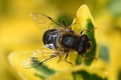 <i>Eristalis tenax</i>