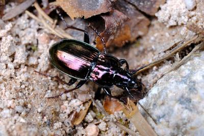 <i>Pterostichus burmeisteri</i>