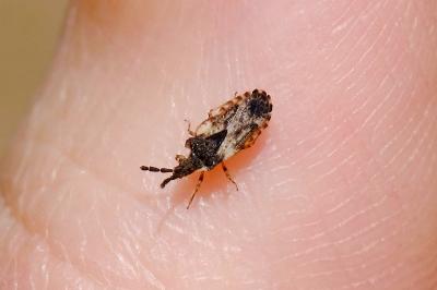 <i>Aradus depressus</i>