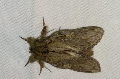 <i>Peridea anceps</i>