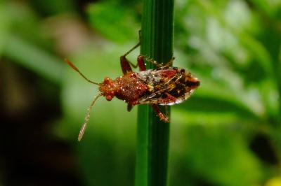 <i>Rhopalus subrufus</i>