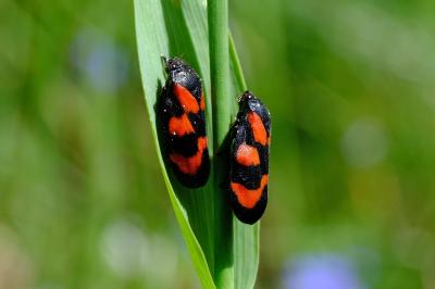 <i>Cercopis vulnerata</i>