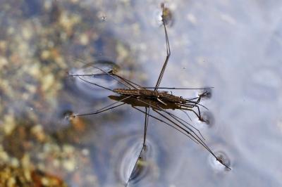 <i>Aquarius najas</i>