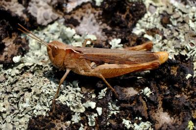 <i>Chorthippus vagans</i>