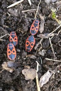 <i>Pyrrhocoris apterus</i>