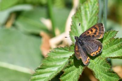 <i>Lycaena helle</i>