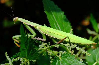 <i>Mantis religiosa</i>