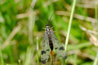 <i>Panorpa communis</i>