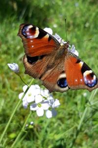 <i>Aglais io</i>