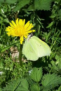 <i>Gonepteryx rhamni</i>