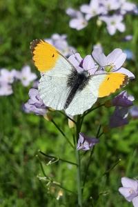 <i>Anthocharis cardamines</i>