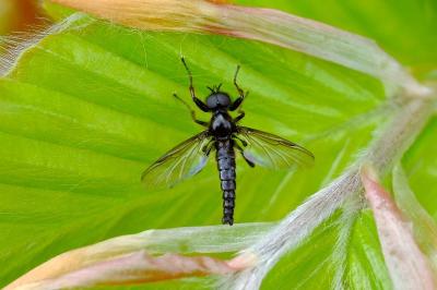 <i>Bibio varipes</i>
