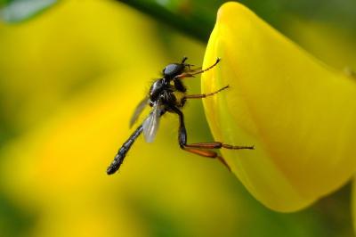 <i>Bibio lanigerus</i>
