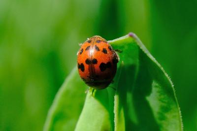 <i>Subcoccinella vigintiquatuorpunctata</i>