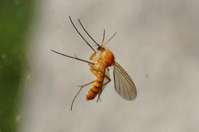 <i>Acnemia amoena</i>