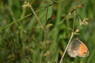 <i>Coenonympha pamphilus</i>