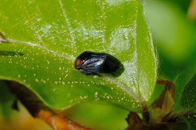 <i>Penthimia nigra</i>