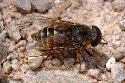 <i>Tabanus sudeticus</i>