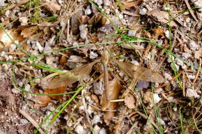 <i>Tipula fulvipennis</i>