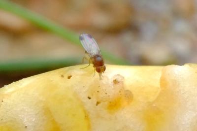 <i>Drosophila suzukii</i>