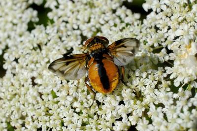 <i>Ectophasia crassipennis</i>