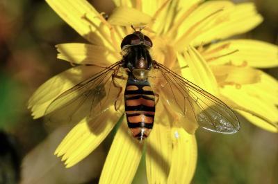 <i>Episyrphus balteatus</i>