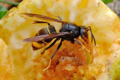 <i>Vespa velutina</i>