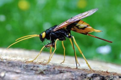 <i>Urocerus gigas</i>