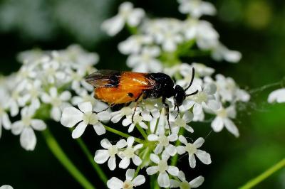 <i>Arge cyanocrocea</i>