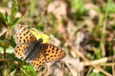 <i>Issoria lathonia</i>