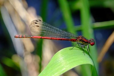 Pyrrhosoma nymphula