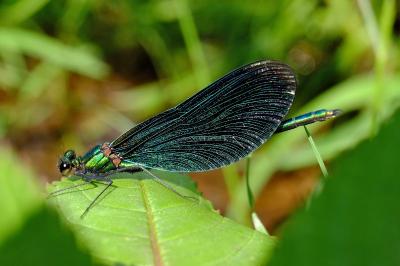 <i>Calopteryx virgo</i>