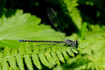 <i>Coenagrion puella</i>