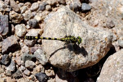 <i>Onychogomphus forcipatus</i>