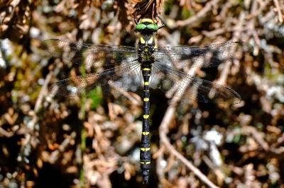 <i>Cordulegaster bidentata</i>