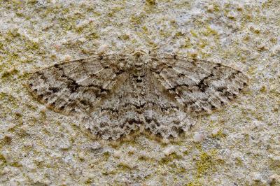 <i>Ectropis crepuscularia</i>