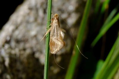 <i>Nematopogon swammerdamella</i>