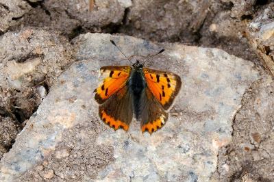 <i>Lycaena phlaeas</i>