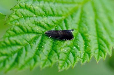 <i>Strophedra nitidana</i>