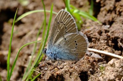 <i>Cyaniris semiargus</i>