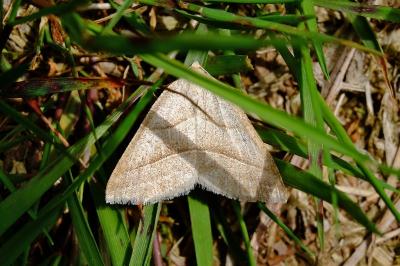 <i>Petrophora chlorosata</i>