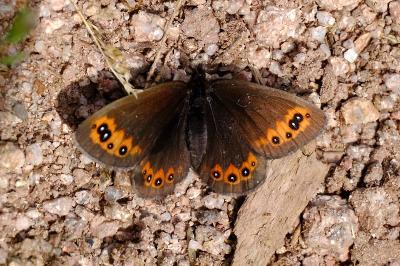<i>Erebia meolans</i>