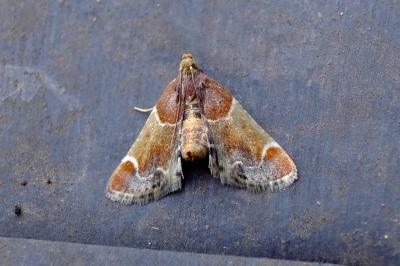 <i>Pyralis farinalis</i>
