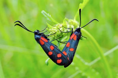 <i>Zygaena filipendulae</i>