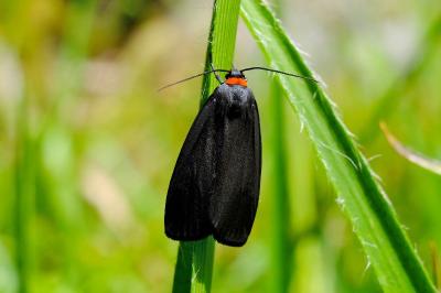 <i>Atolmis rubricollis</i>