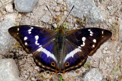 <i>Apatura iris</i>